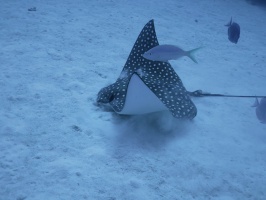 026 Eagle Ray IIMG 5773